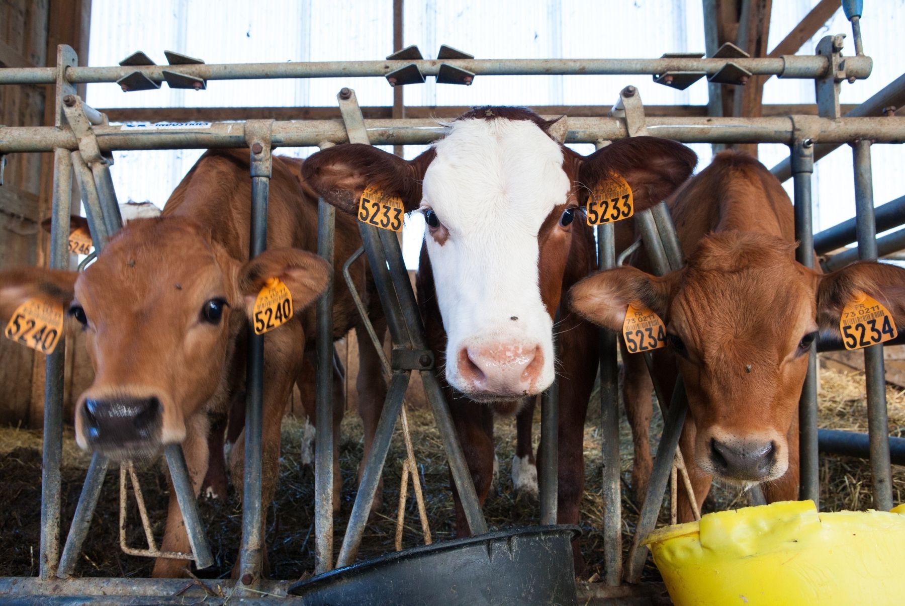 animalfeed